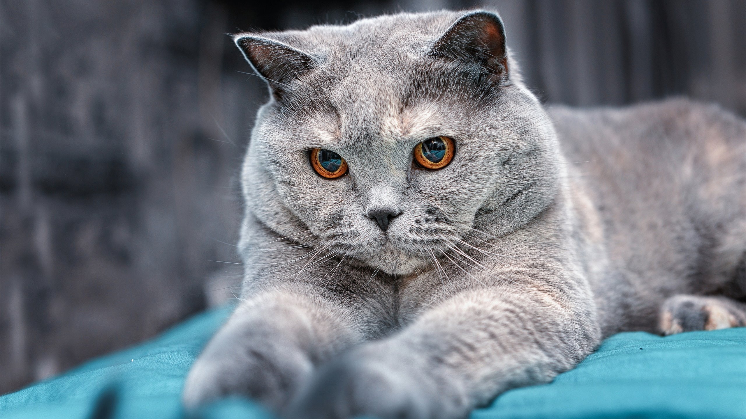 东决关键战焦点战，广厦队带走热火