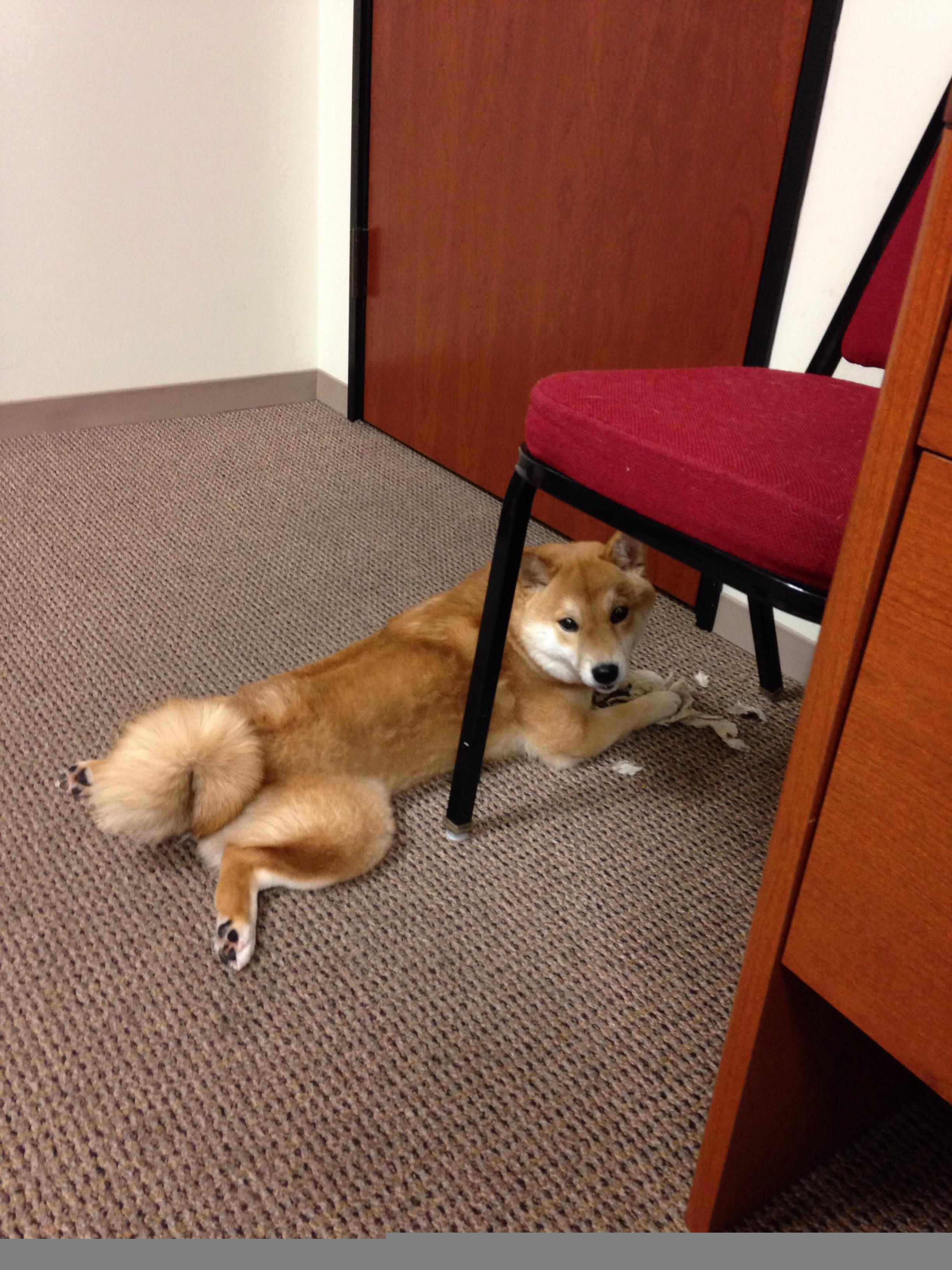 冰与火的碰撞，吉林队如何以黑马之姿在NBA总决赛焦点战中带走凯尔特人