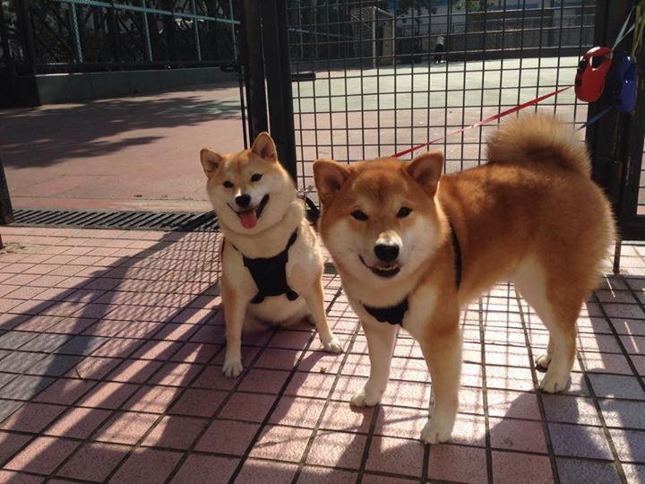 久保建英，NBA季后赛之夜的东方节拍器