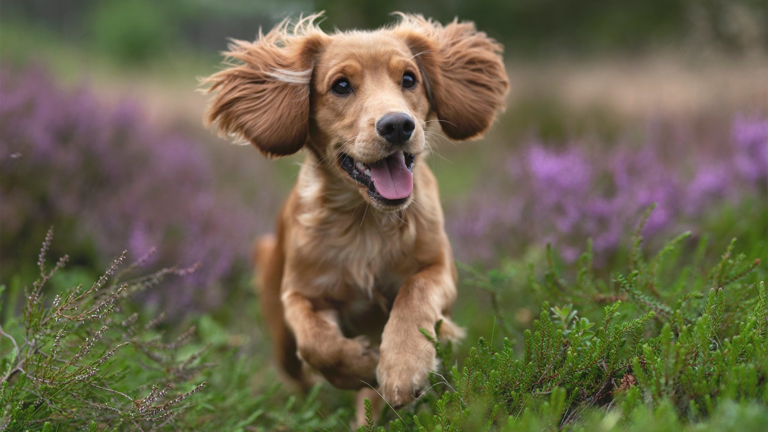 西决生死战之夜，阿克连续得分拉开差距
